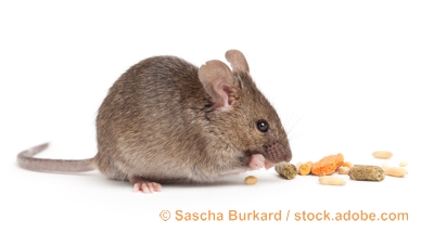 Mäuse und Ratten sind seit jeher Nahrungskonkurrenten für den Menschen