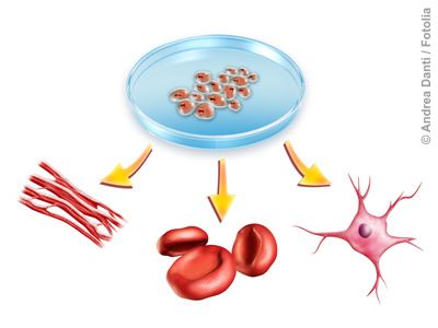 Nur Stammzellen entwickeln sich zu beliebigen anderen Zelltypen.